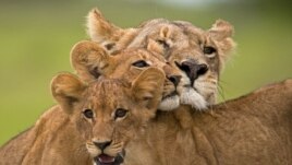 Uganda’s Lions Threatened by Poachers and Farmers