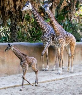 A baby female Masai giraffe with her parents at the Los Angeles Zoo Tuesday, Nov. 22, 2016. (AP Photo/Nick Ut)