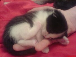 This kitten is curled up in a person's hand.