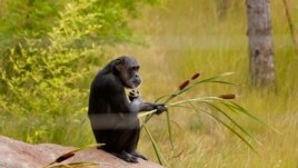 A chimp holds some plants as she sits in an outside play area. (AP Photo/Ted S. Warren) 