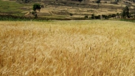 Demand for Wheat Growing in Sub-Saharan Africa