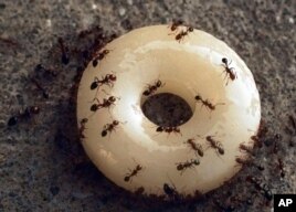 How Ants Survive and Choose Their Leader