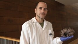 Dr. Omri Bronstein holds a sea urchin specimen of the long-spined Diadema setosum, found in the Mediterranean, at the Steinhardt Museum of Natural History of Tel Aviv University in Tel Aviv, Israel, Wednesday, May 24, 2023. (AP Photo/ Maya Alleruzzo)