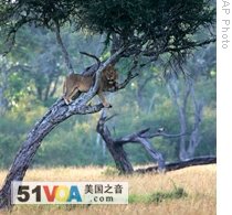 A male lion stands in a tree in the Masai Mara game reserve in Kenya.