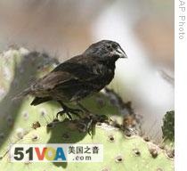 Darwin's study of finches from the Galapagos Islands helped lead him to the theory of evolution through natural selection