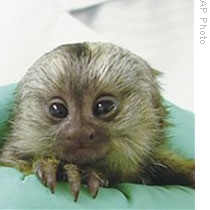 Transgenic Monkeys Produced in Japan 