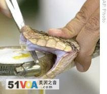 Laboratory workers in Costa Rica collect venom from a highly poisonous fer-de-lance snake. The venom is used to make a treatment for the snake's bite.