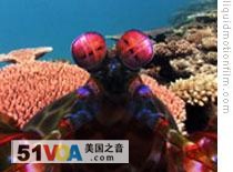 Environmental Film Festival Shows Beauty of World and Threats to Life