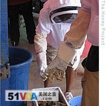 Wearing protective hoods and suits, the American students help gather honey from one broken beehive