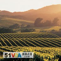 Vineyards in the Napa Valley