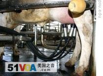 Letting a Robot Milk Your Cow