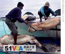 Shark fishermen in Sabah, Malaysian Borneo