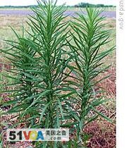 The Seeds of Weed Control 
