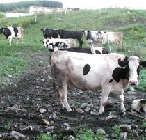 Understanding Farm Animals Begins With a Name 