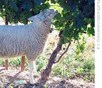 Little Lambs Eat Ivy -- and Leaves of Wine Grapes, Too