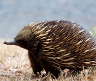 An echidna