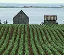 Farm