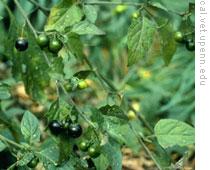 Watching Out for 'Wicked Plants' 