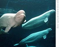 Beluga whales