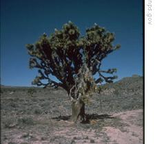 Joshua Tree National Park