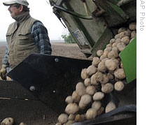 Learning the Secrets of the Potato, and an Enemy