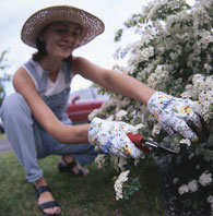 Do-It-Yourself: Pruning Plants (First of Two Parts)
