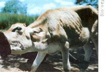 Group Works to Expand Supply of Cattle Vaccine in Africa