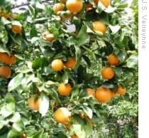 Why Holding Fruit on Trees May Limit Next Year's Crop