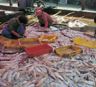 An International Treaty Targets Fishing Abuses