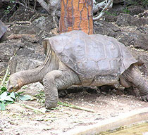 Lonesome George