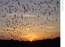 Voa Special English - Another World, Underground: Carlsbad Caverns 