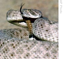 Steps Urged to Prevent Snakebites, Improve Treatments