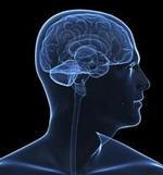 Study Adds to Understanding of Language and the Brain