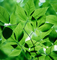  New Understanding of How Plants Use Water  