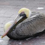 Brown pelican