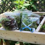 Rise in Food Gardens in US Brings Crop of Questions for Experts