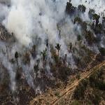 Deforestation Decreased Over the Past 10 Years