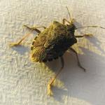 The Asian stink bug