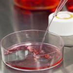 A dish for growing stem cells at the University of Nebraska Medical Center in Omaha