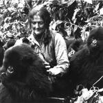 Dian Fossey plays with a group of young mountain gorillas in Rwanda's Virunga Mountains in central Africa, 1982.