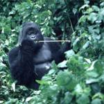 A Mountain Gorilla sits in the Congo jungle in this Oct. 1997 photo. The gorilla project was established by the Denver-based Morris Animal Foundation in 1985, the year gorilla expert Dian Fossey was killed at her camp in Volcano National Park in Rwanda.