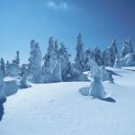 Snow covered forest