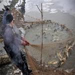 Fish Farms May Soon Supply More Than Half the World's Catch