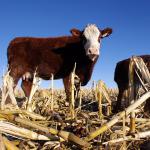 Next Step After Carbon: Knowing Your Nitrogen Footprint