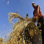 Study Links Climate Change to Changes in Crop Yields
