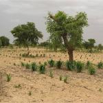 In Africa, the Greening of the Sahel