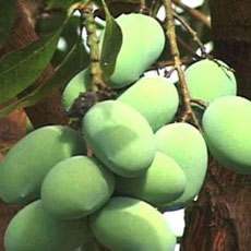 Making Power From Coconut Shells, Mango Pits