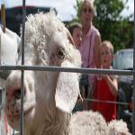 Do It Yourself: Raising Angora Goats